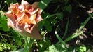 DSC00480