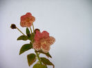 IMAG0039