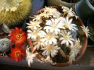 IMAG0035