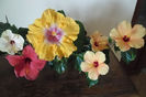 hibiscus grup