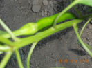 DSCN3202