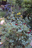 DSC04418