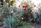 DSC04431