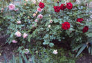 DSC04432