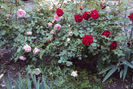 DSC04433