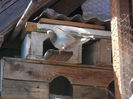 DSCF0918