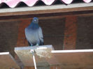 DSCF0921