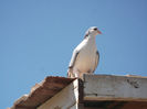 DSCF0922