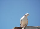 DSCF0924