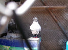 DSCF0951