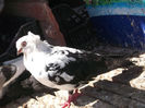DSCF0953
