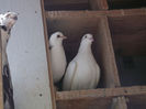 DSCF0955