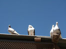 DSCF0965