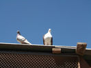 DSCF0966