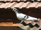 DSCF0975