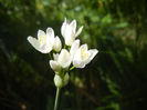 Allium roseum (2013, May 19)