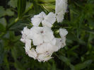Dianthus barbatus (2013, May 18)