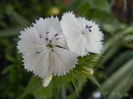 Dianthus barbatus (2013, May 18)