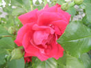 Rose Blaze (2013, May 18)