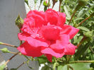 Rose Blaze (2013, May 19)