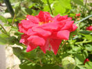 Rose Blaze (2013, May 19)