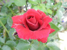 Rose Blaze Superior (2013, May 18)