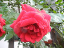 Rose Blaze Superior (2013, May 18)