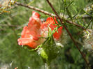 Rose Artistry (2013, May 19)