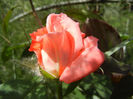 Rose Artistry (2013, May 19)