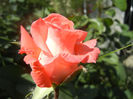 Rose Artistry (2013, May 19)