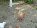 Picture 003