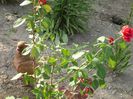 Picture 008