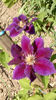 primele clematite