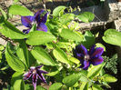 clematita Wilfire