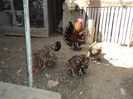 DSC04661