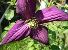 Clematis Jackmanii Zojapur 19 mai 2013