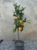 portocal citrus sinensis 170 lei