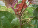 tamarilo imbobocit
