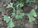 ginco biloba