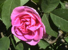 DSC00366