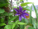 clematita mov