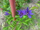 clematita mov