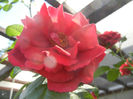 Rose Blaze Superior (2013, May 19)