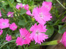 Dianthus Kahori (2013, May 18)
