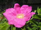Rosa rugosa (2013, May 19)
