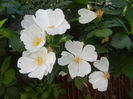 Rosa canina_Dog Rose (2013, May 18)