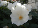Rosa canina_Dog Rose (2013, May 18)
