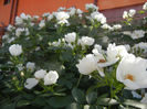 Rosa canina_Dog Rose (2013, May 18)