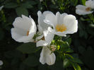 Rosa canina_Dog Rose (2013, May 18)