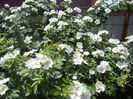Rosa canina_Dog Rose (2013, May 19)